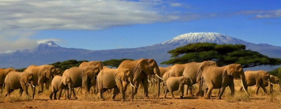 Elephants, Amboseli National Park