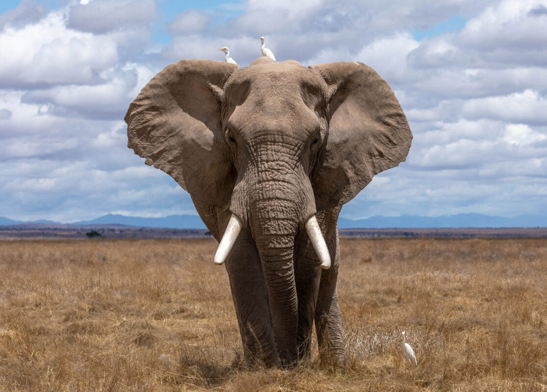 Amboseli-Elephant