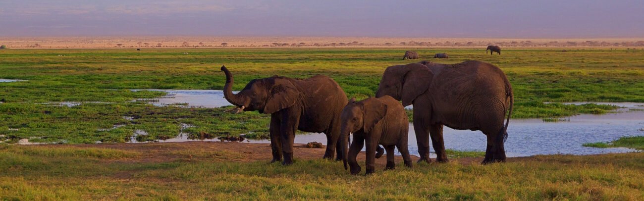 Elephants-in-the-Amboseli-Grasslands (1)