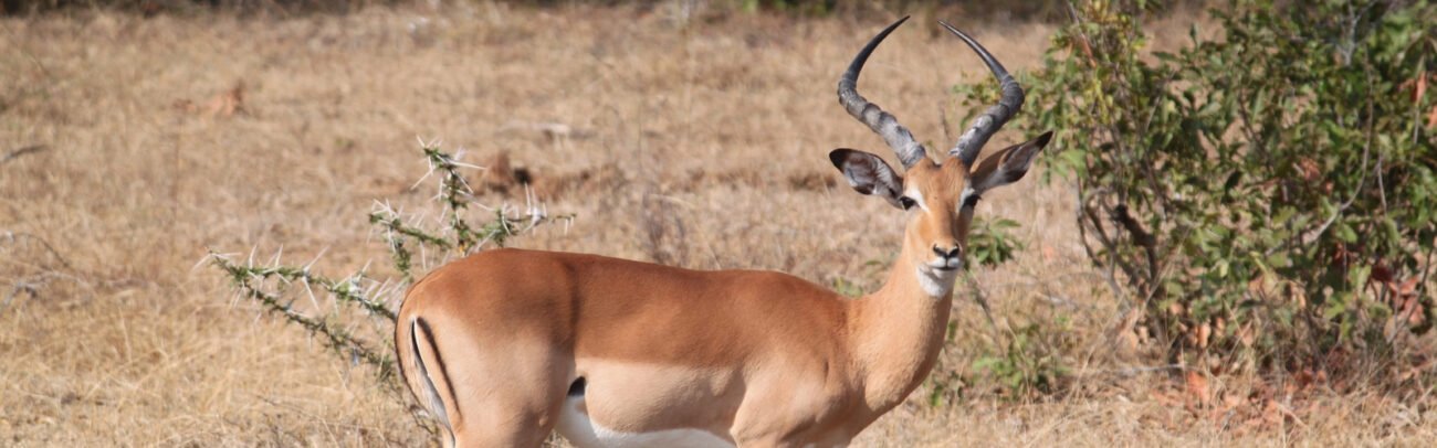 Gazelle-in-the-African-wilderness