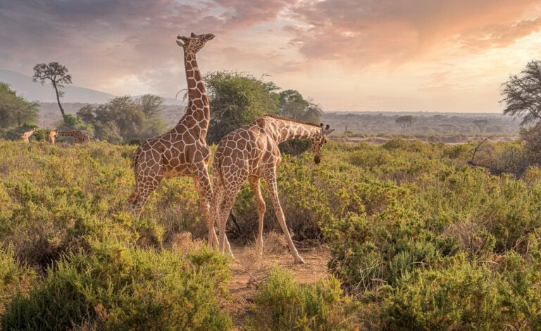 Magical Kenya Travel Expo Unlocking the Wonders