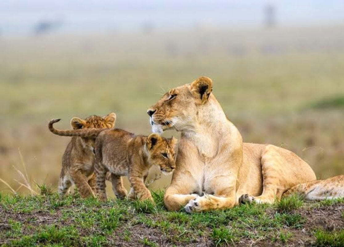 Serengeti-National-Park-1