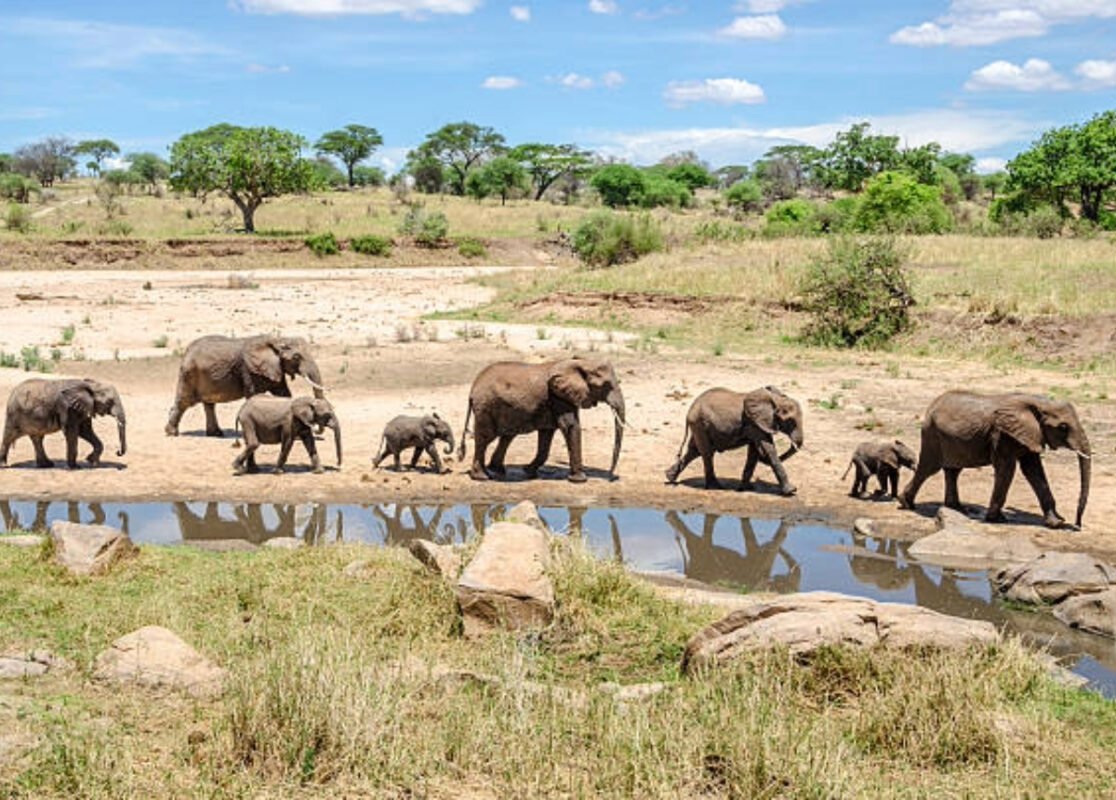 Tarangire-Elephants-1